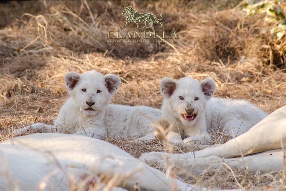 Elandela Private Game Reserve & Luxury Lodge
