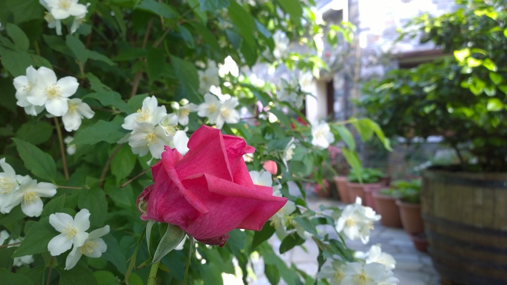 Photo 33