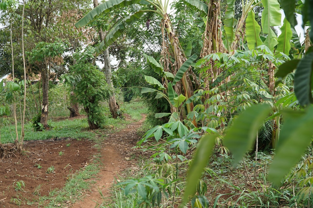 Eco-Agric Uganda Cottages