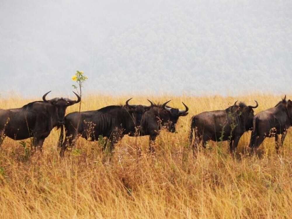 Kruger Mountain Tented Camp view 5
