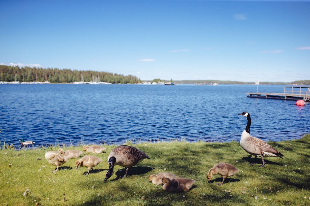 Saimaa Life & Light