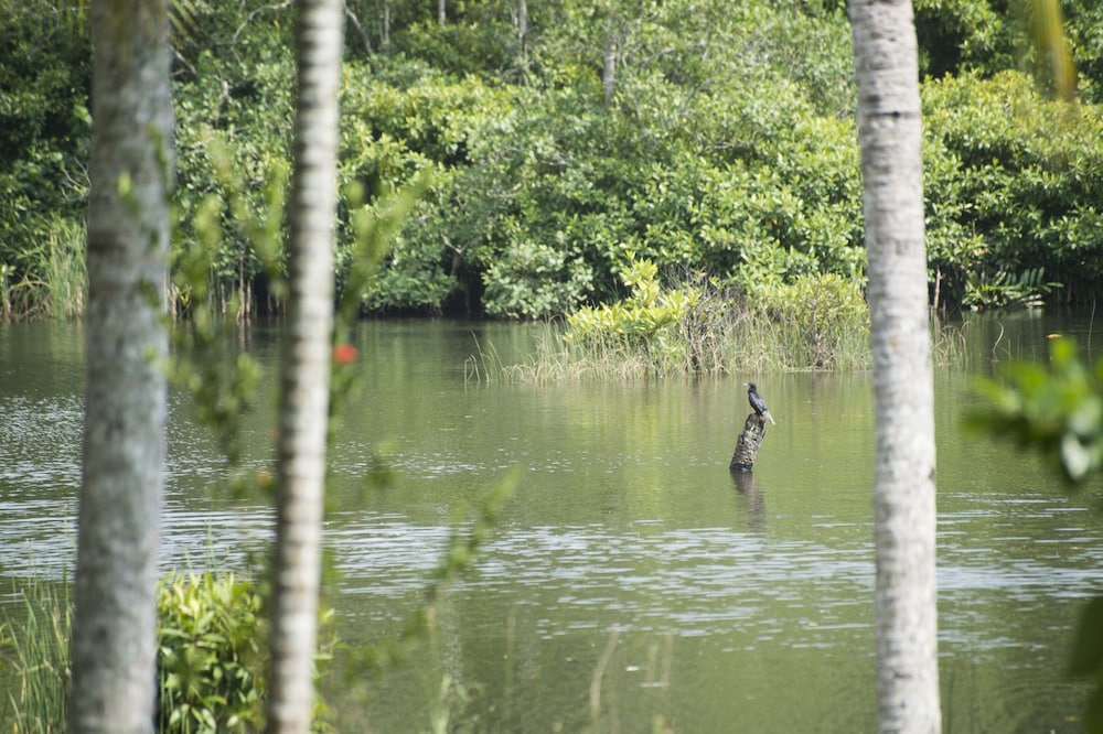 KAJU GREEN eco lodges