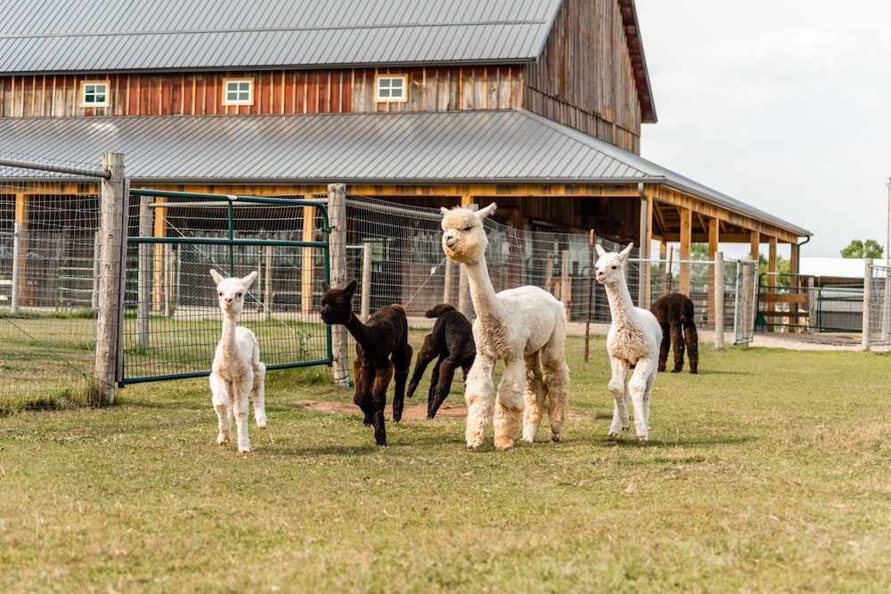 Sabamba Alpaca Ranch