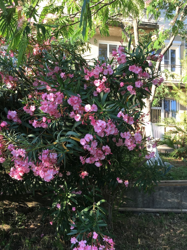 Villa Acacia
