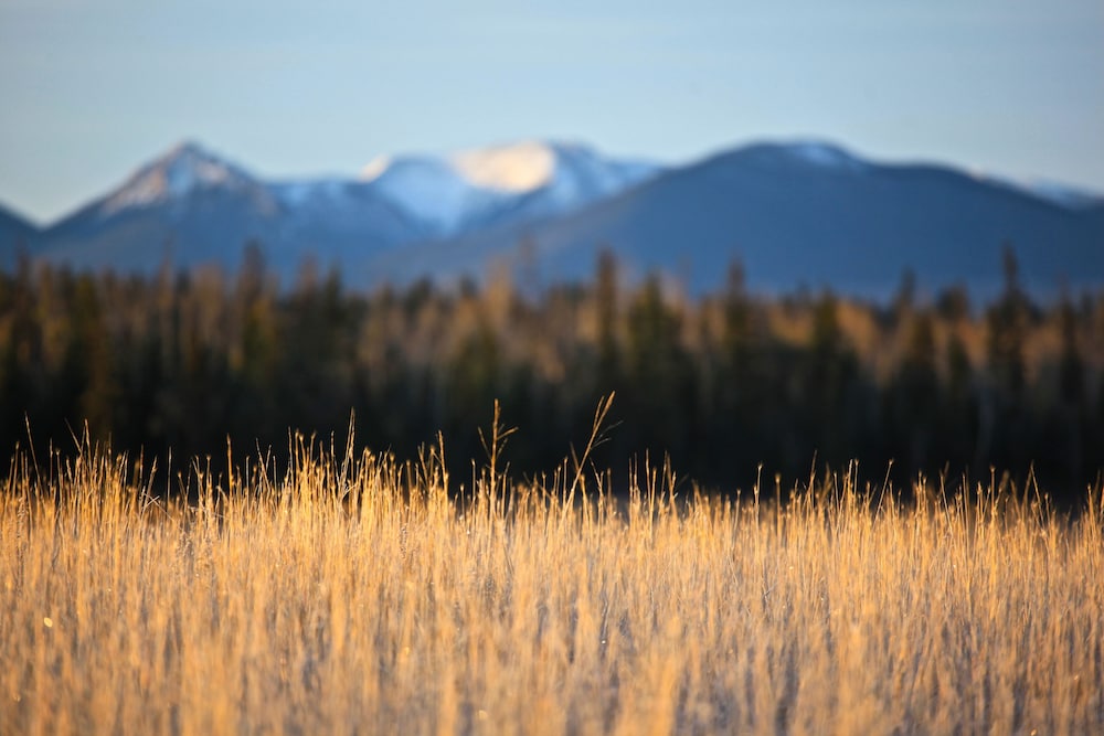 Meadow Lake Guest Ranch