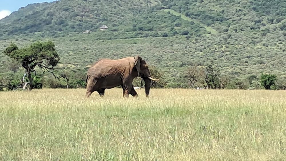 Ripo Wild Safaris