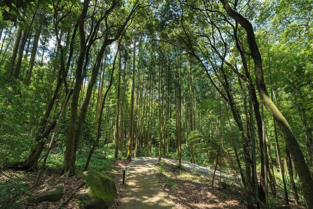 Tsuwabuki-no-Hana, Higashisonogi - 22