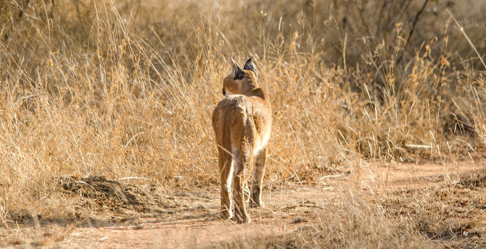 Elandela Private Game Reserve & Luxury Lodge