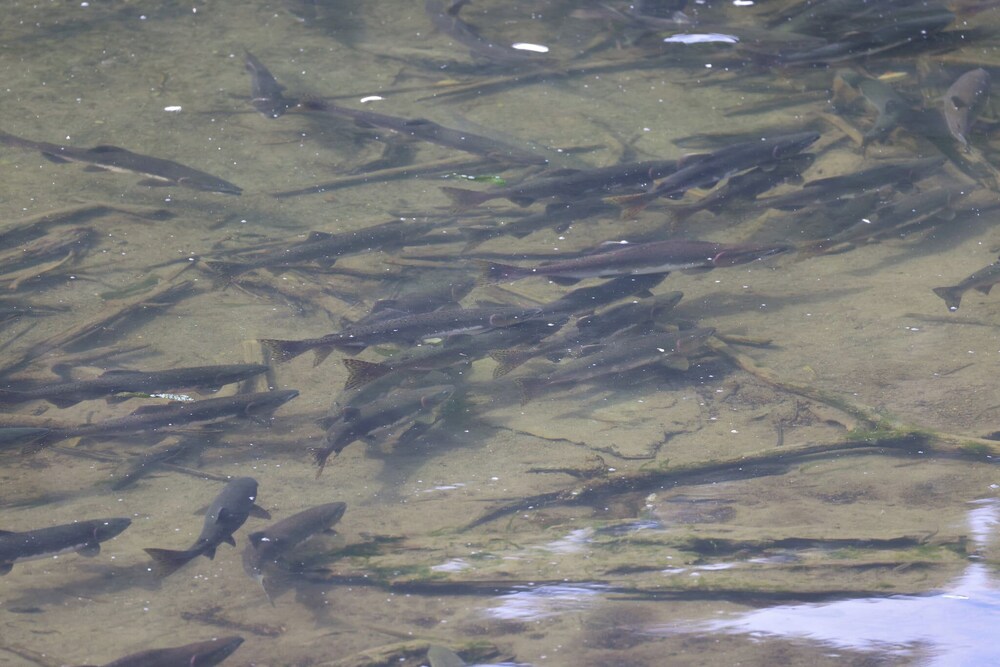 Salmon Return & Wildlife Roam: Ketchikan Getaway!