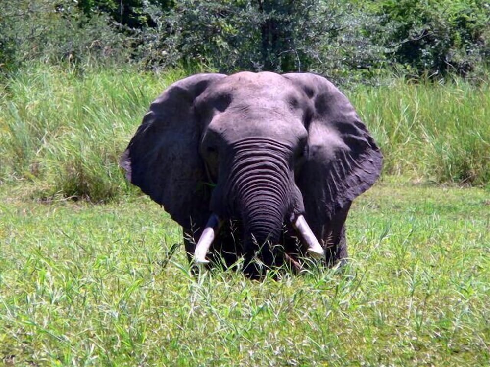 Bongwe Kafue Camp
