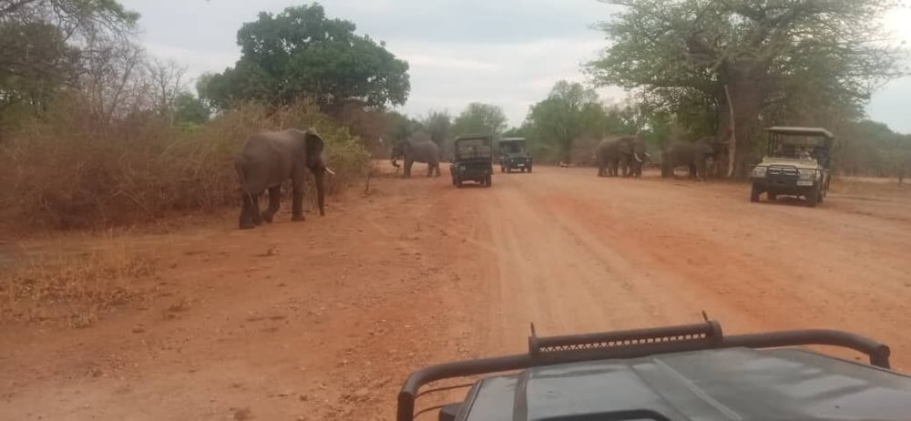 Royal South Luangwa Safaris Lodge
