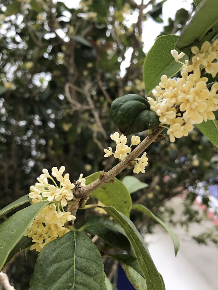 Shin Sane Guesthouse