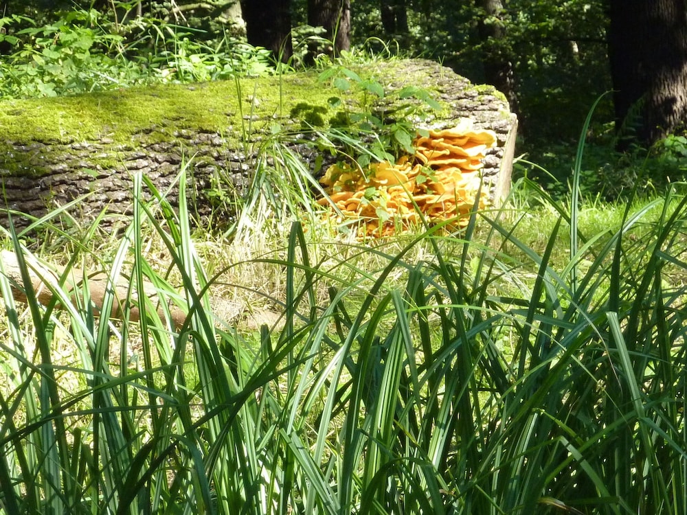 Spreewald Pension Spreeaue, Billede 49