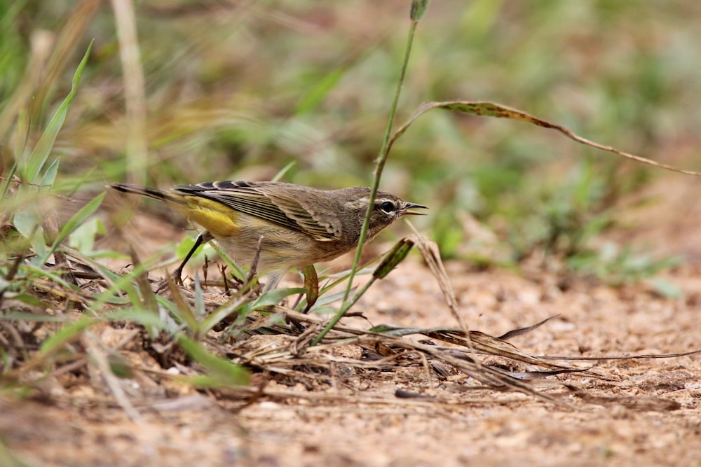 other
