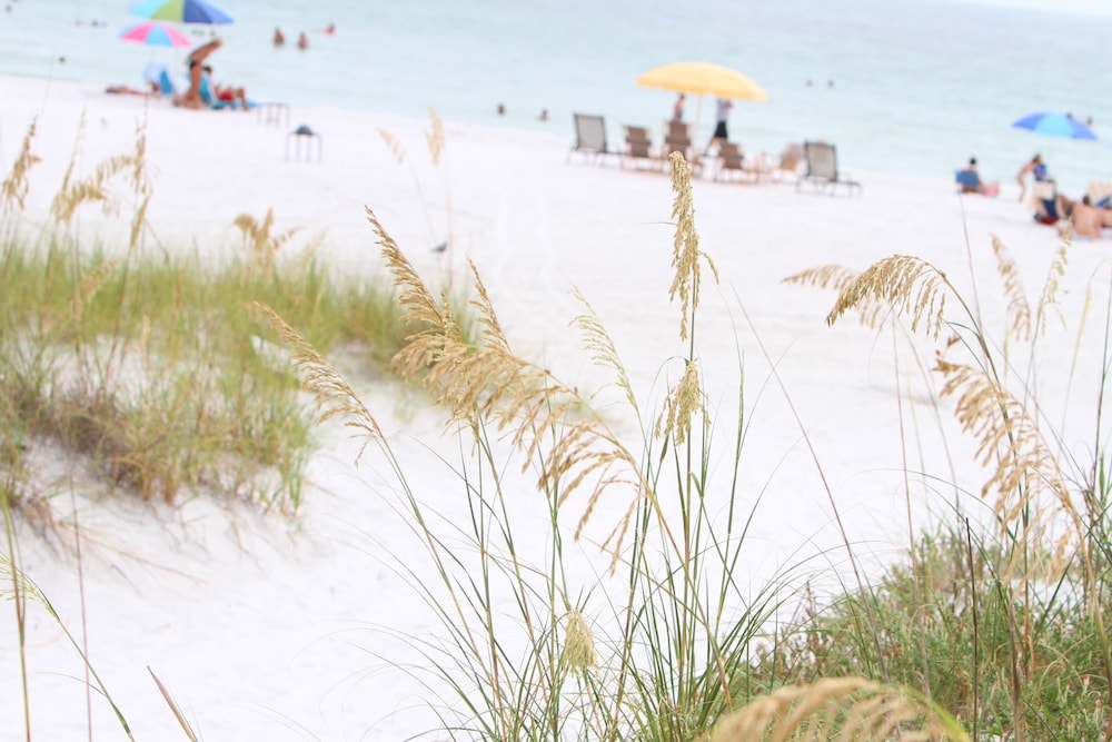 Beach Club at Siesta Key by RVA - Property Image 21