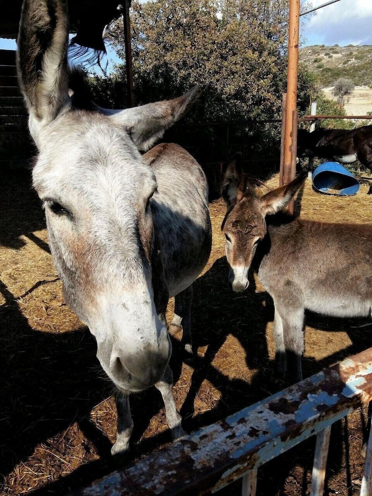 Photo 63