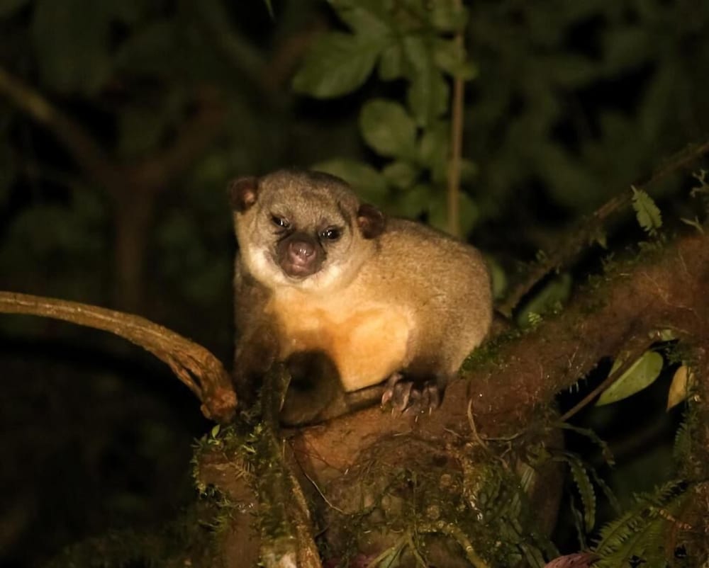 Naguala Jungle Lodge