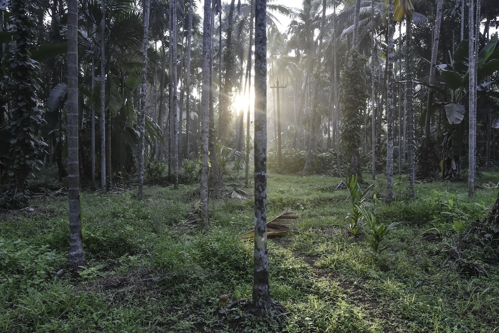 Dudhsagar Plantation