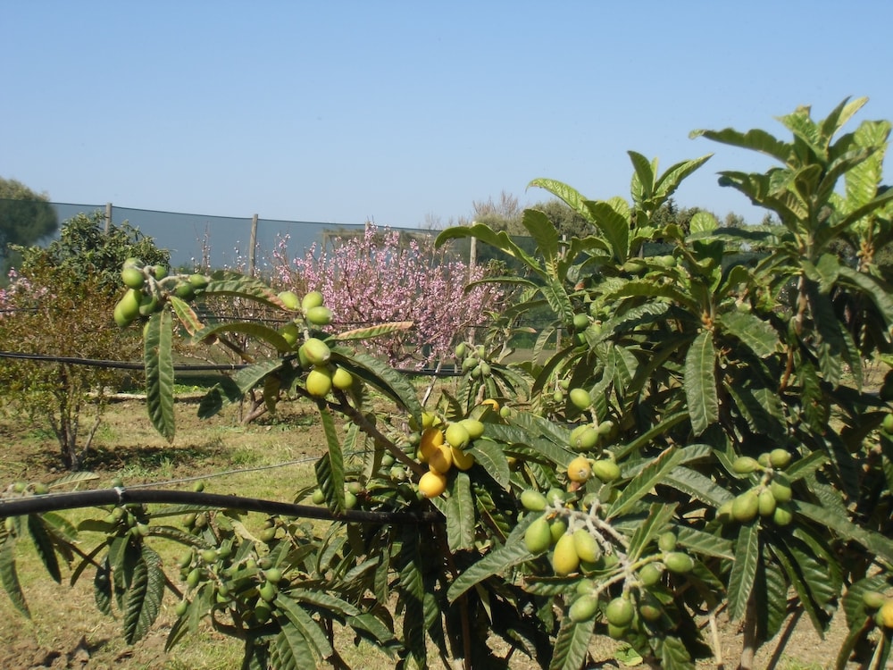 Stella di Sicilia