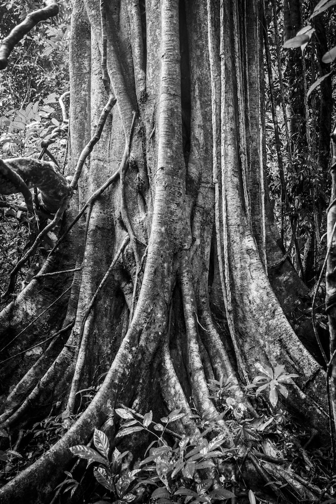 The Datai Langkawi 87
