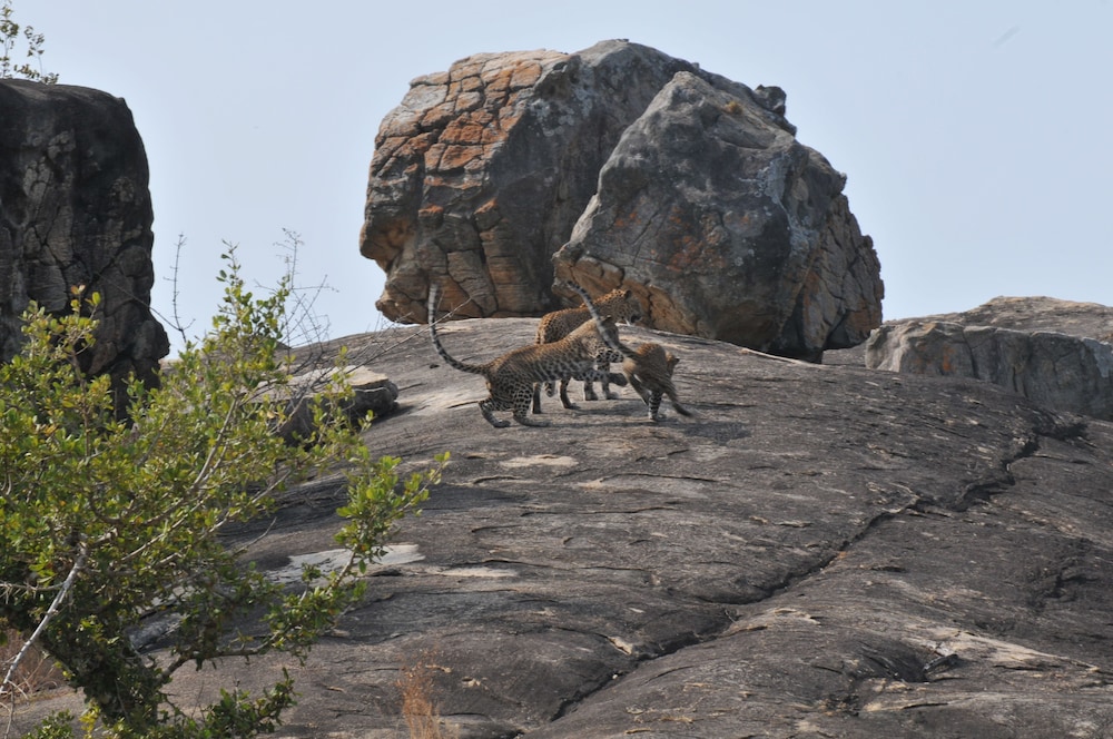 Back of Beyond - Safari Lodge Yala