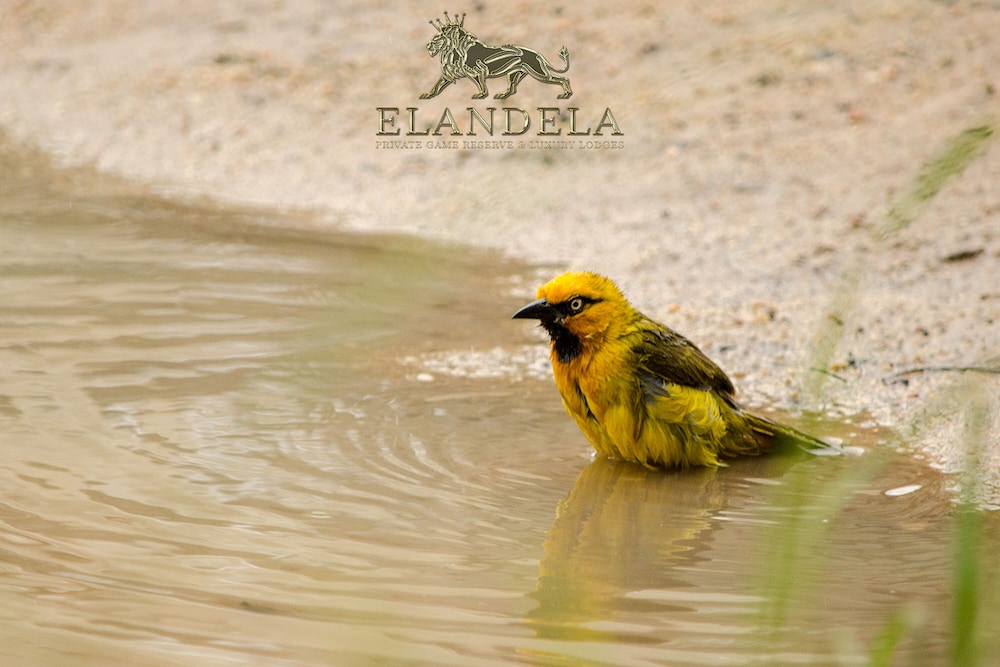 Elandela Private Game Reserve & Luxury Lodge