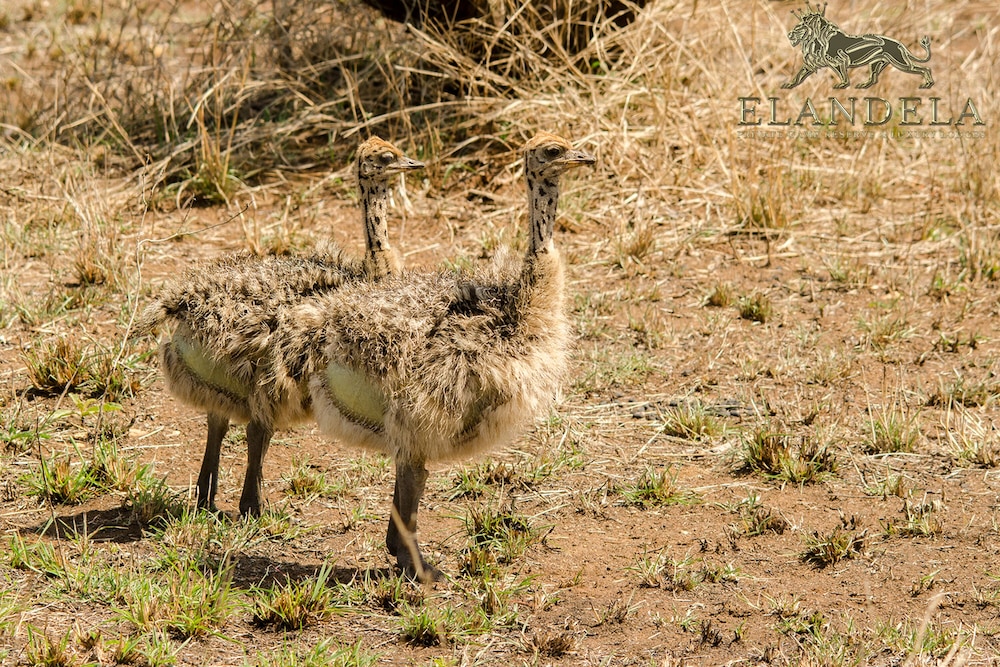 Elandela Private Game Reserve & Luxury Lodge