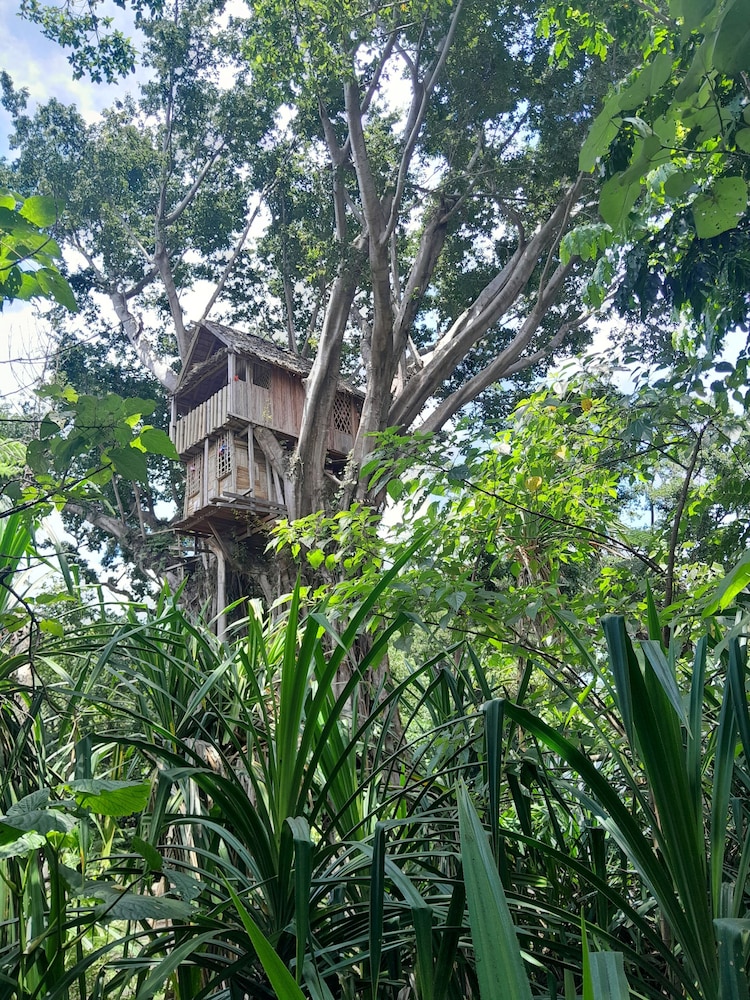 Glowing view tree house and Bangalow