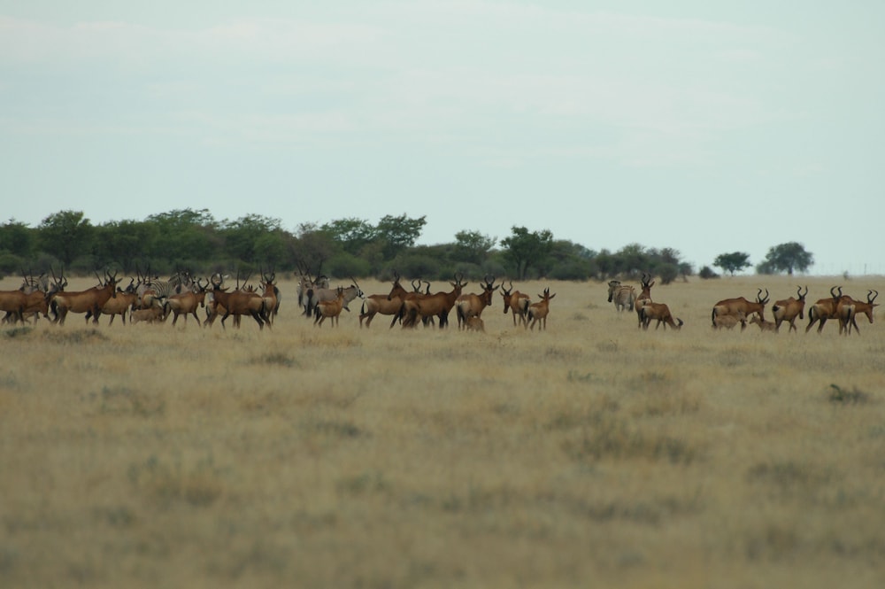 Uukwaluudhi Safari Lodge