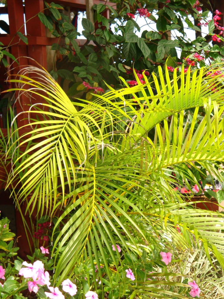 Tropical Sands