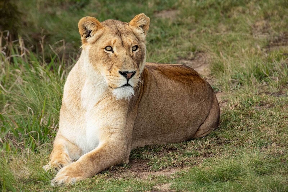 Sleep Whiskers Away From the Lions and