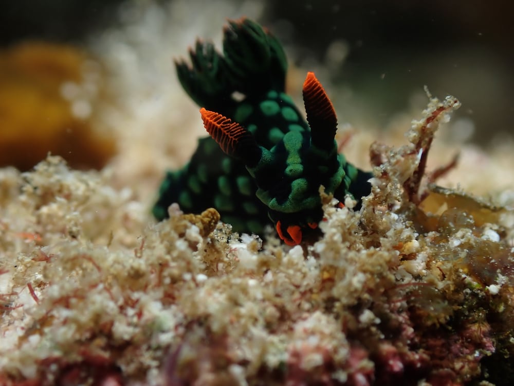 ANDAU DIVE RESORT - RAJA AMPAT