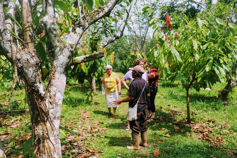 Palmento Grove Eco Cultural & Fishing Lodge