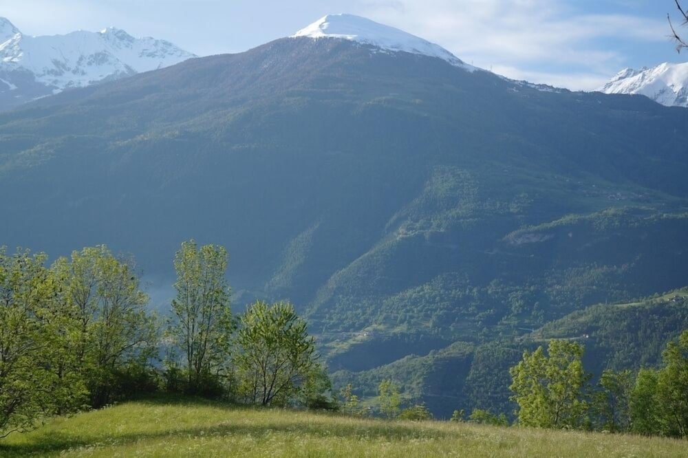 Le Vieux Noyer