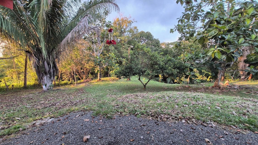 Villa Pura Vida - Mango