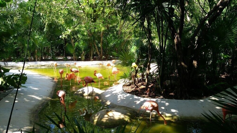 2BD Grand Bliss Vidanta Resort RM