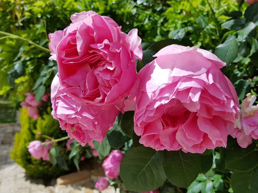 Le Clos des Anges