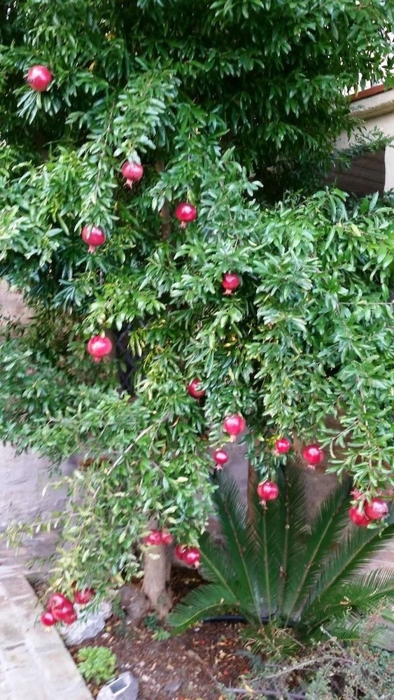 La Maison Jujube