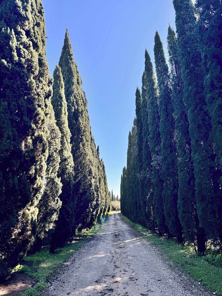 New Estate of Joy a Magnificent Historic Villa Near Rome on Glorious Ground Pool and Olives Galore