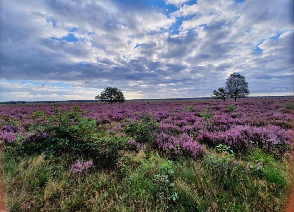 Pets Welcome, Veluwe Farmhouses for All