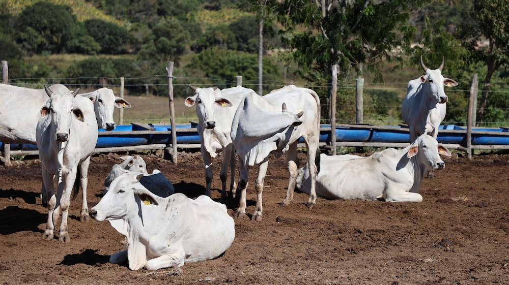 Rancho Topo da Montanha - Nova União MG