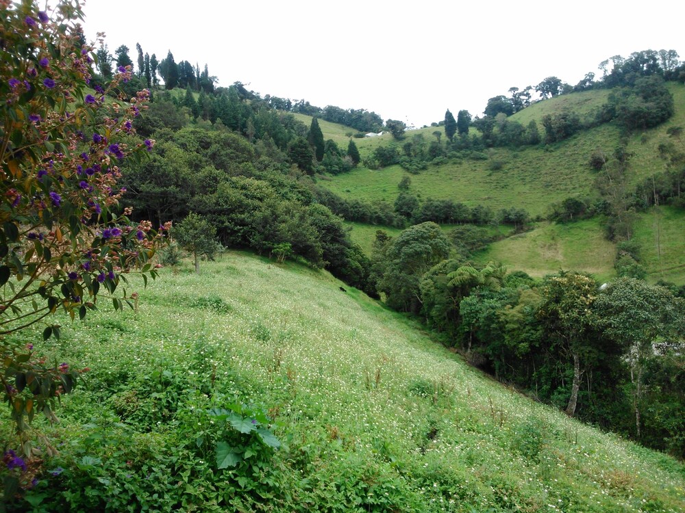 Rutun Orquídeas