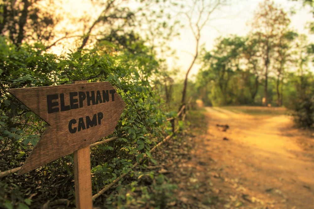 Tigertops Elephant Camp