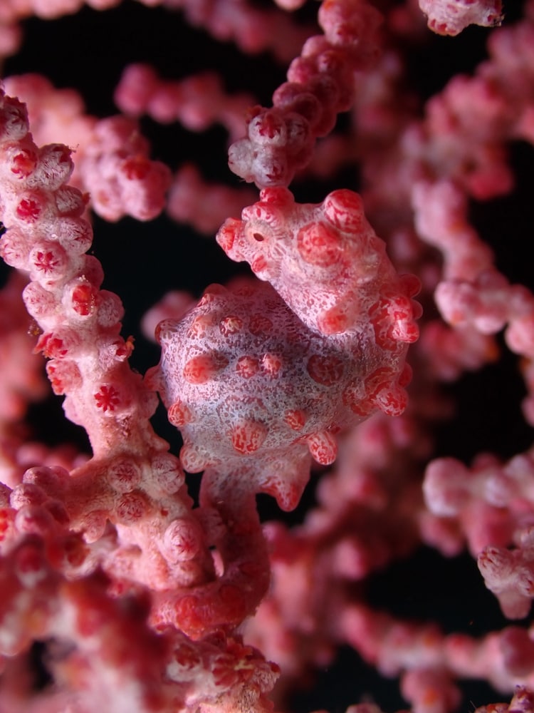 ANDAU DIVE RESORT - RAJA AMPAT