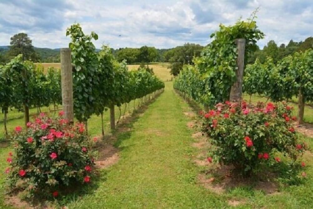Woodville Bed and Breakfast
