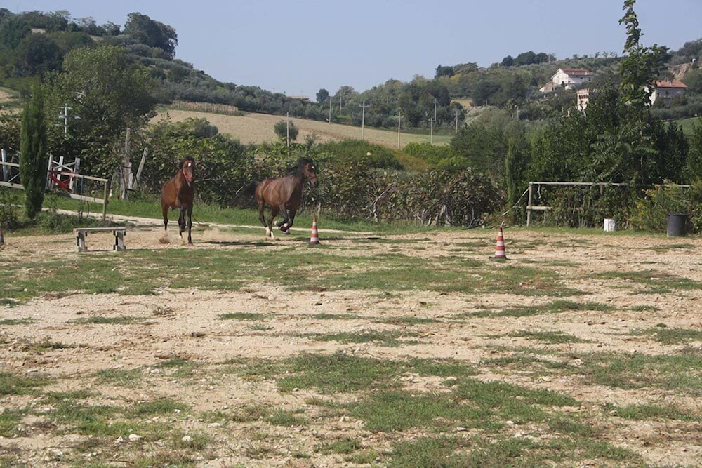 Agriturismo Vecchia Monta