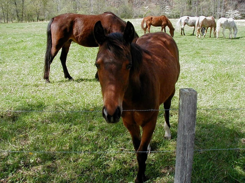 Pisgah View Ranch