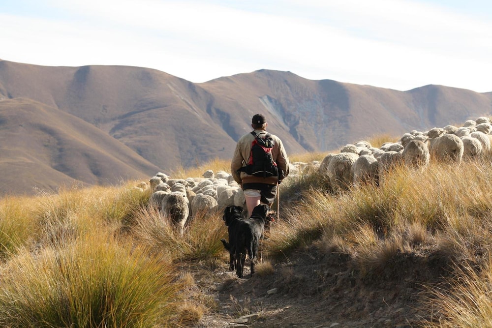 Dunstan Downs High Country Sheep Station