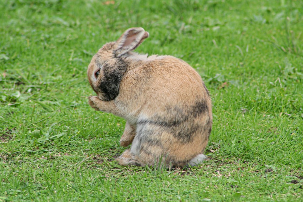 Photo 53
