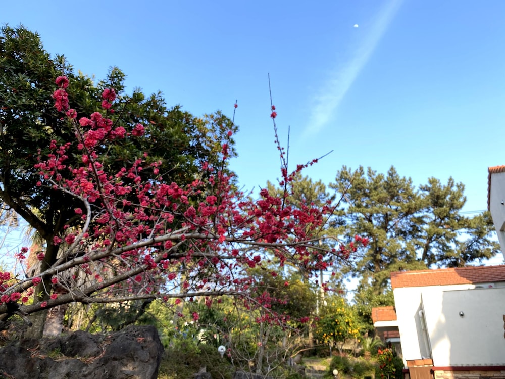 Memory In Jeju Pension